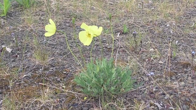 Цветы Таймыра. Northern flowers of Taimyr смотреть онлайн