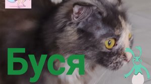 кошка Буся