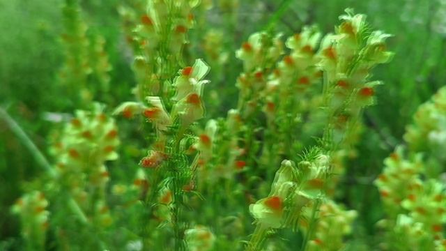 The Beauty Of Summer