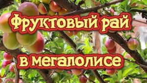 Фруктовый рай в мегаполисе