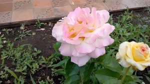 Всё, мы на даче/Патиссоны,зелёные помидоры,«чайная» роза/Простая жизнь в провинции/Россия 🇷🇺