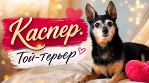 Каспер 💖 Той-терьер