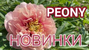Пион «CAROLINE CONSTABEL» и «WONDEROUS PALETTE» /Сад Ворошиловой