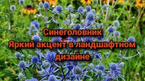 Синеголовник. Яркий акцент в ландшафтном дизайне.
