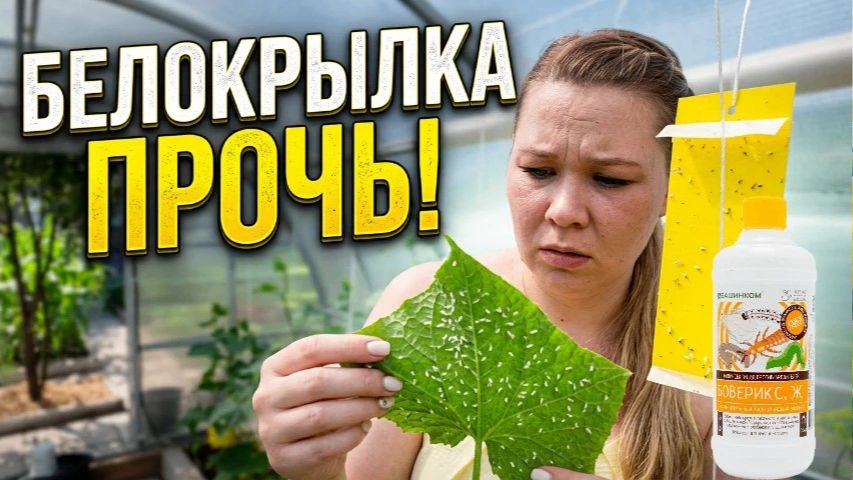 Как я победила белокрылку в теплице с огурцами без тяжёлой химии: от первой мошки до чистого листа смотреть онлайн