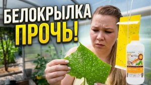 Как я победила белокрылку в теплице с огурцами без тяжёлой химии: от первой мошки до чистого листа