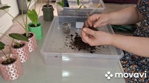 ЦВЕТОЧНЫЕ ДЕЛА И НЕМНОГО КАШПО.ВОТ ЭТО УРОЖАЙ!!!КОМНАТНЫЕ РАСТЕНИЯ(ЦВЕТЫ).