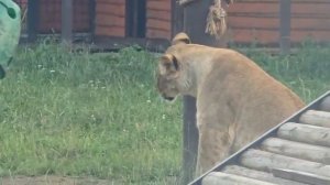 DRDP0875_22.07.2026-Видео от Светланы