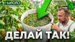 Как ускорить рост помидоров и томатов? Эта домашняя органика заставит томаты и огурцы расти