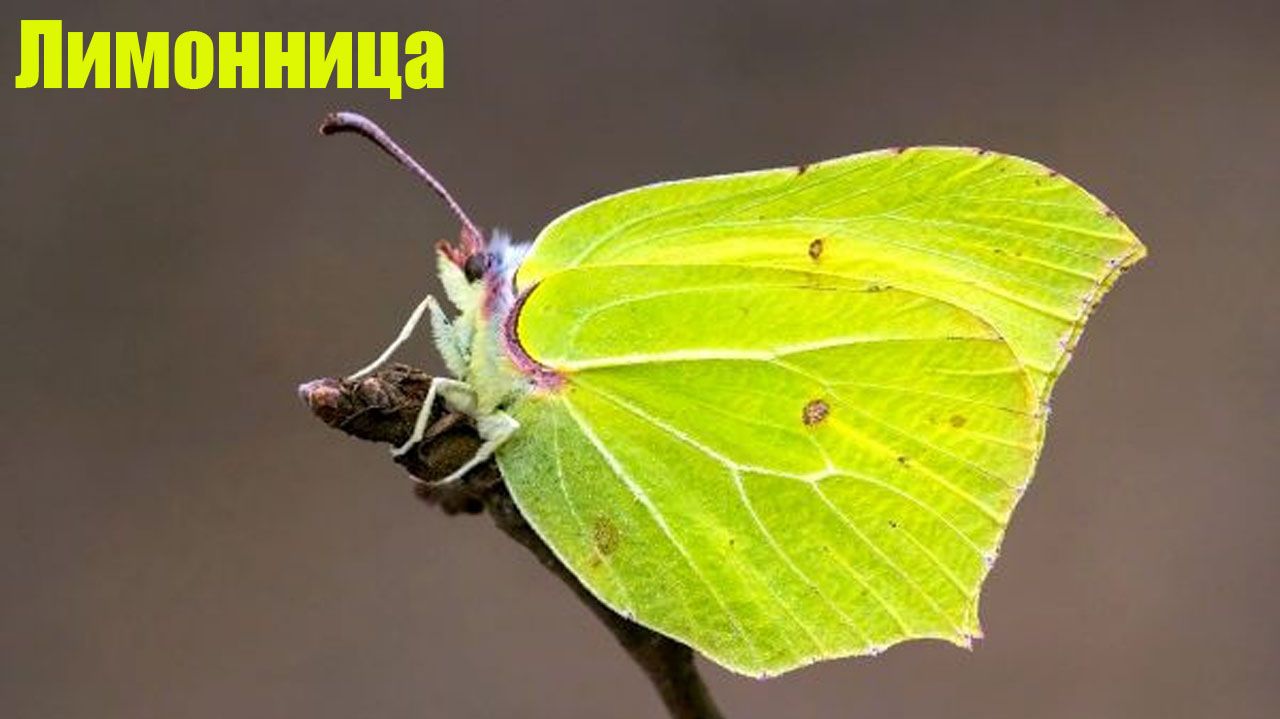 Лимонница или крушинница - Gonepteryx rhamni