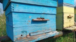 мои ошибки в пчеловодстве и эксперемен