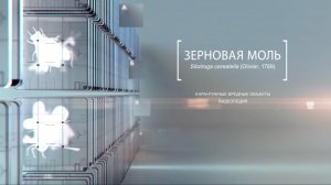 Зерновая моль: невзрачный вредитель запасов