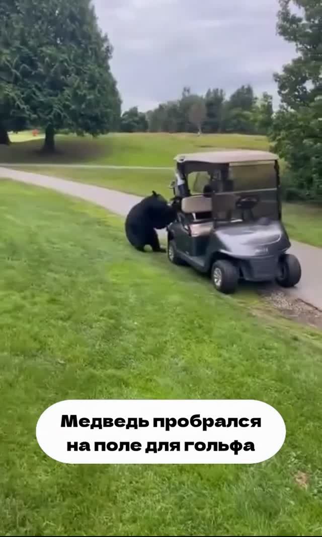 Медведь пробрался на поле для гольфа Медведь пробрался на поле для гольфа
