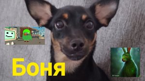 собачка Боня