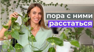 Растений стало СЛИШКОМ много. Я превратила дом в джунгли