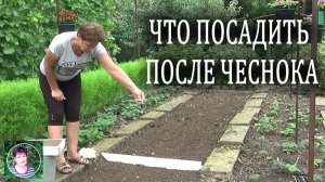 Что посадить после чеснока: лучшие культуры для южных и северных регионов