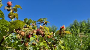 Киса и разные ягоды. Много чёрной смородины, сварила пятиминутку - вкуснятины на зиму хватит!