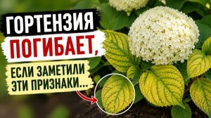 Почему желтеют листья у гортензии: хлороз, клещ или нехватка питания?