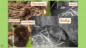 Водяная полевка, бобры и мыши: отряд ГРЫЗУНОВ на плотине