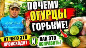 ПОЧЕМУ ОГУРЦЫ ГОРЬКИЕ И КАК ЭТО ИСПРАВИТЬ.