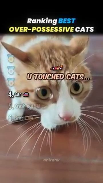 Ranking BEST OVER POSSESSIVE CAT Core Moments!! 🐱😤 смотреть онлайн