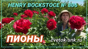 Пион «HENRY BOCKSTOCE»/Сад Ворошиловой