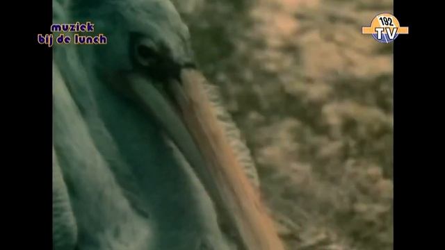 P.P. Arnold - Angel Of The Morning (1968) 192tv смотреть онлайн