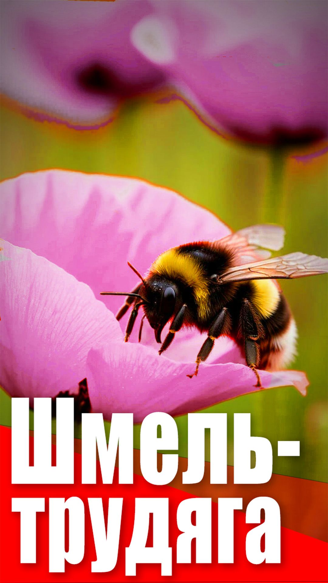 Шмель-трудяга