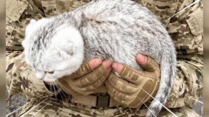 Котик в блиндаже