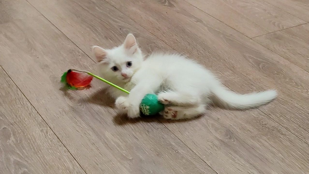 Собака напугала котёнка. Котёнок Микки — самый игривый котёнок.