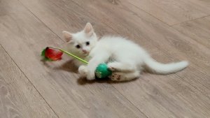 Собака напугала котёнка. Котёнок Микки — самый игривый котёнок.