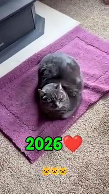 Cute cats famous for memes смотреть онлайн