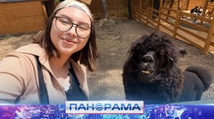 ⚡️Пушистая сторона Донецка: первый парк альпак уже принимает гостей
