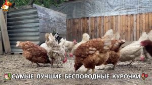 Цыплята и Курочки селяночки лучшие беспородные несушки 🥚 (500)