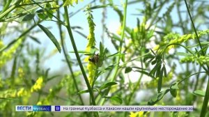 Сельхозпроизводителей в Топкинском округе поймали на скрытой обработке полей рапса химикатами