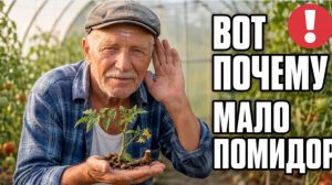 Где растёт пасынок и где растёт кисть: 10 секунд, которые спасут урожай томатов