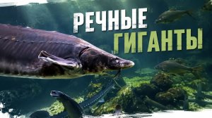 Речные гиганты