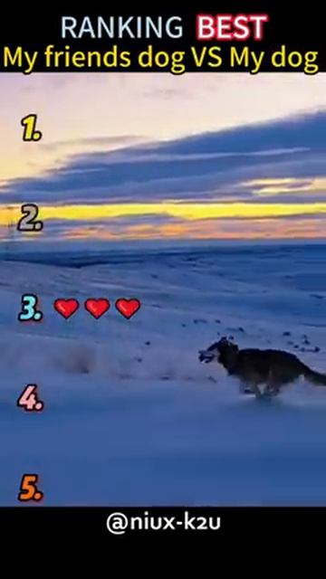 My friends dog VS My dog 🐕😂🤣 смотреть онлайн