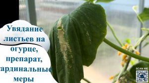 Два способа борьбы с фузариозным увяданием огурца, какой помог?