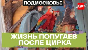 Цирковые попугаи Челси и Фараон нашли новый дом в парке «Раздолье» в Подмосковье