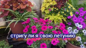 Готовлю петунии для мамы. Поговорим о стрижке петуний в июле.