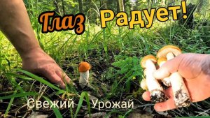 Зашли в лес и удивились! Грибы крассавцы