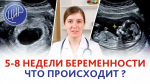 5-8 недели: Ваш малыш на втором месяце