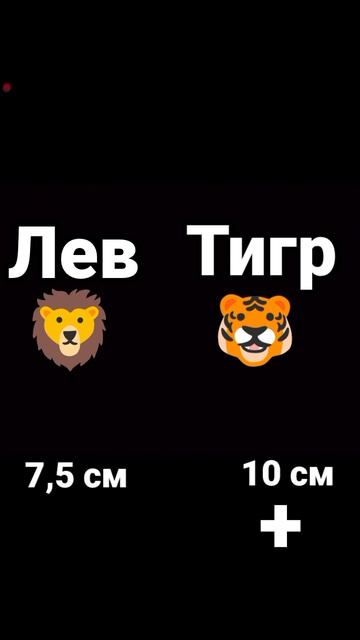 Лев против Тигра!Кто выиграл???🦁🐯🏆? Лев против Тигра!Кто выиграл???🦁🐯🏆?