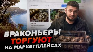 Как браконьеры продают краснокнижных черепах на маркетплейсах