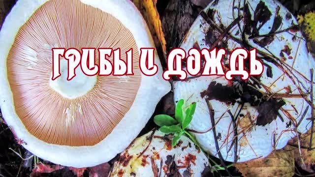 ГРИБЫ И ДОЖДЬ смотреть онлайн