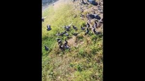 Голуби атакуют Pigeons are attacking