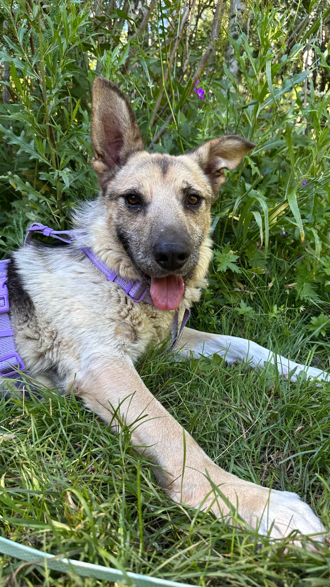 Встреча со Скуффи в приюте🐕🤍