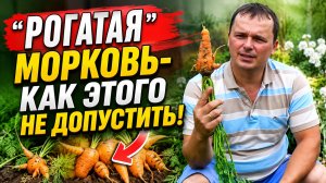 «РОГАТАЯ» МОРКОВЬ-КАК ЭТОГО НЕ ДОПУСТИТЬ!