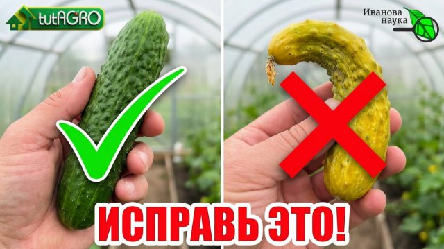 ОГУРЦЫ КРИЧАТ О ПОМОЩИ! Читаем по форме плода 🥒🔍 ОГУРЦЫ КРИЧАТ О ПОМОЩИ! Читаем по форме плода 🥒🔍